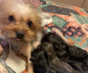 Mother of the Yorkshire Terrier puppies born on 05/31/2025