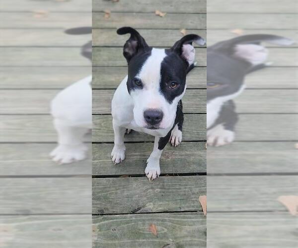 Medium Photo #4 Mutt Puppy For Sale in Murfreesboro, NC, USA