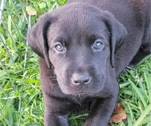 Labrador Retriever Puppy for Sale in MULBERRY, Florida USA