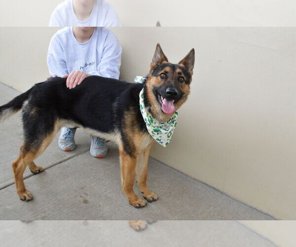 Medium Photo #1 German Shepherd Dog-Unknown Mix Puppy For Sale in McKinney, TX, USA