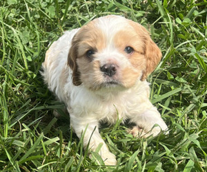 Cocker Spaniel Puppy for sale in TRINITY, NC, USA