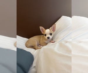 Chihuahua Puppy for sale in COLUMBIA, SC, USA