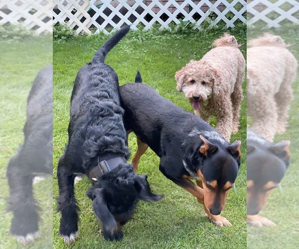 Medium Photo #4 Mutt Puppy For Sale in Decatur, GA, USA