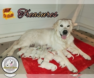 English Cream Golden Retriever Puppy for sale in COLUMBUS, OH, USA