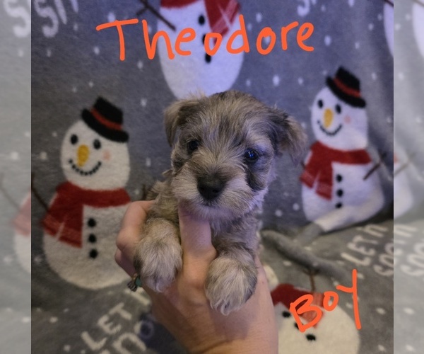 Medium Photo #10 Chizer Puppy For Sale in MONTEZUMA, GA, USA