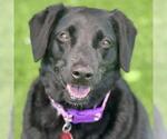 Small #3 Labrador Retriever Mix