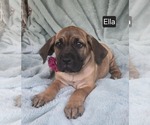 Small #1 Cane Corso