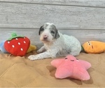 Small Photo #2 Bordoodle Puppy For Sale in ALLEN, TX, USA