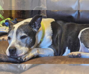 Yogurt - Female Mutt Dog for Adoption - Photo #4