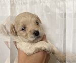 Small Photo #5 Maltese-Maltipoo Mix Puppy For Sale in HERNDON, VA, USA