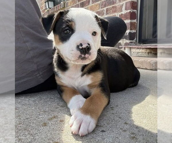 Medium Photo #1 Australian Shepherd-Unknown Mix Puppy For Sale in OKLAHOMA CITY, OK, USA