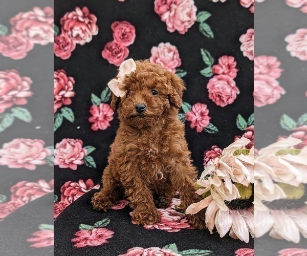 Medium Photo #3 Poodle (Toy) Puppy For Sale in KIRKWOOD, PA, USA