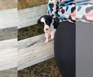 Border Collie Puppy for Sale in BOWLING GREEN, Kentucky USA