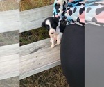 Small Photo #1 Border Collie Puppy For Sale in BOWLING GREEN, KY, USA