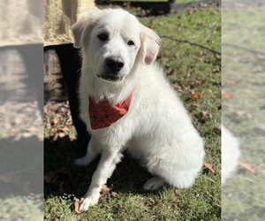 Luna - Female Great Pyrenees-Unknown Mix Dog for Adoption