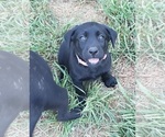 Small #10 Labrador Retriever