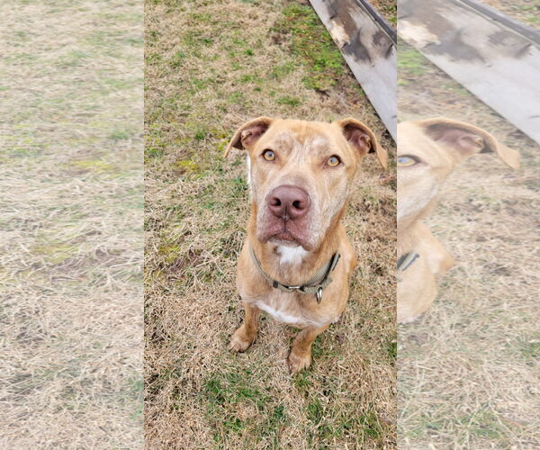 Medium Photo #3 Labrador Retriever-Unknown Mix Puppy For Sale in Doylestown, PA, USA