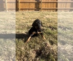 Small Photo #5 Doberman Pinscher Puppy For Sale in AUSTIN, TX, USA