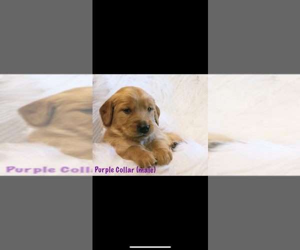 Medium Photo #13 Golden Retriever Puppy For Sale in LAURENS, SC, USA