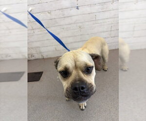 Boxer-Unknown Mix Dogs for adoption in San Bernardino, CA, USA