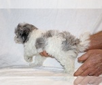 Small #3 ShihPoo
