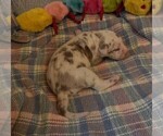 Small Photo #43 Great Dane Puppy For Sale in SPRAGGS, PA, USA