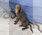 Small #2 German Shorthaired Lab