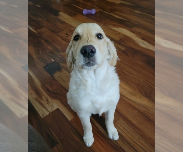 Medium Photo #1 Golden Retriever Puppy For Sale in DICKINSON, ND, USA
