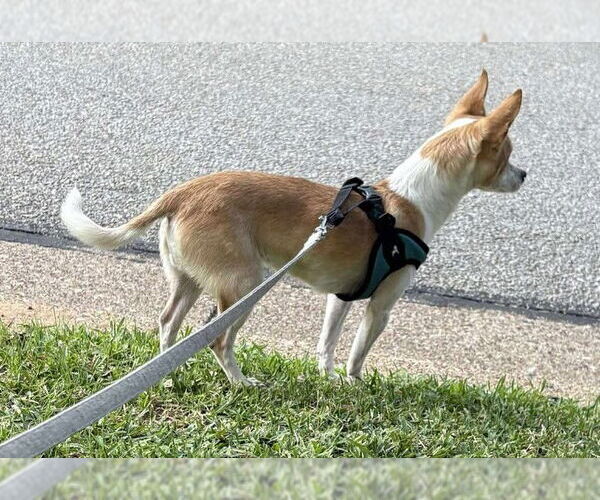 Medium Photo #15 Chihuahua-Unknown Mix Puppy For Sale in Boonton, NJ, USA