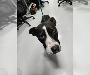 Mutt Dogs for adoption in Temple, TX, USA