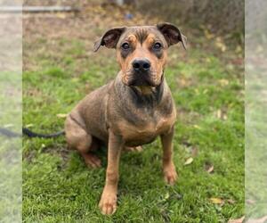 German Shepherd Dog-Unknown Mix Dogs for adoption in Modesto, CA, USA