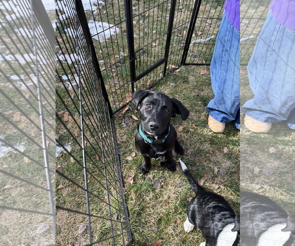 Medium Photo #3 Labrador Retriever-Unknown Mix Puppy For Sale in MIDWAY, UT, USA