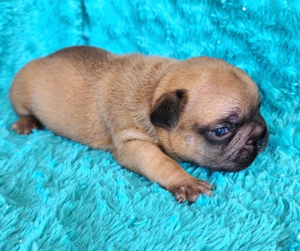 Medium Photo #1 French Bulldog Puppy For Sale in LAS VEGAS, NV, USA