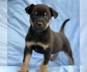 Mutt Dogs for adoption in San Diego, CA, USA