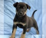 Eureka Pup - Donovan - Male Mutt Dog for Adoption - Small photo