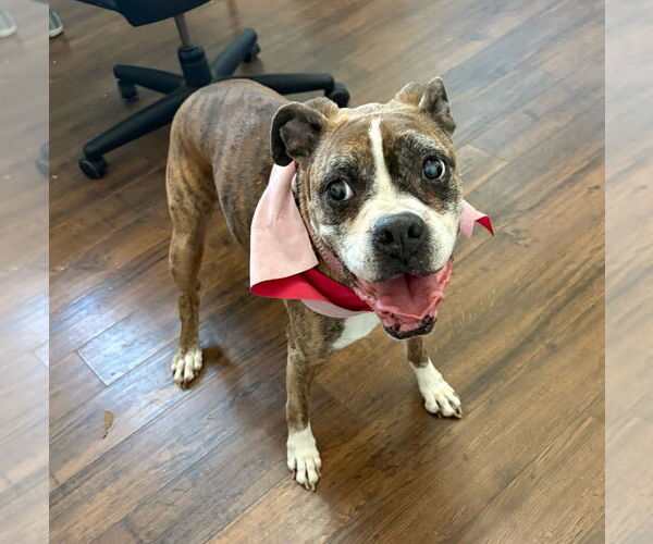 Medium Photo #2 Boxer Puppy For Sale in Austin, TX, USA