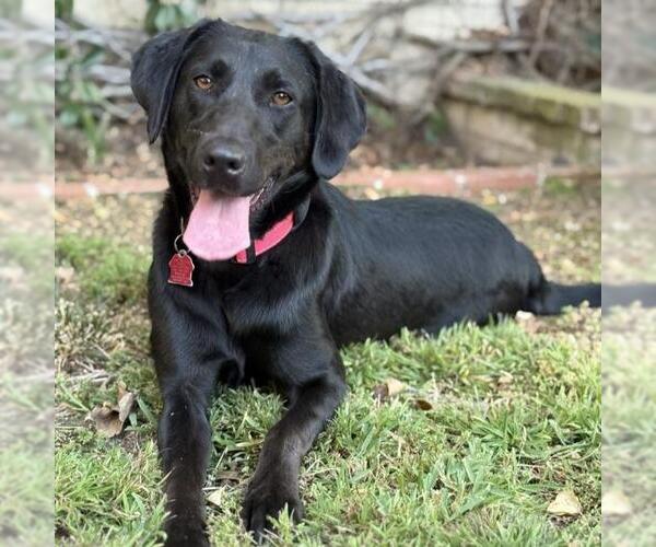 Medium Photo #5 Labrador Retriever-Unknown Mix Puppy For Sale in San Diego, CA, USA