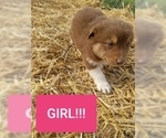 Small Photo #8 Australian Shepherd Puppy For Sale in LEWISBURG, TN, USA