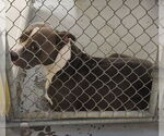 Small American Pit Bull Terrier Mix