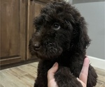 Small Photo #1 Labradoodle Puppy For Sale in WOLFFORTH, TX, USA