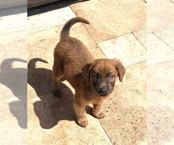 Medium Photo #4 Golden Labrador Puppy For Sale in Royal Palm Beach, FL, USA