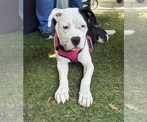 Medium Photo #2 Bulloxer Puppy For Sale in Wenonah, NJ, USA