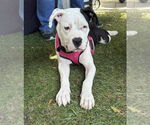 Small #1 Bullboxer Pit