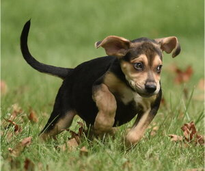 Leo - Male Australian Shepherd-Beagle Mix Dog for Adoption - Photo #10