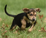 Small Photo #10 Australian Shepherd-Beagle Mix Puppy For Sale in Mechanicsburg, PA, USA