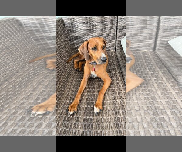 Medium Photo #3 Redbone Coonhound Puppy For Sale in Davie, FL, USA