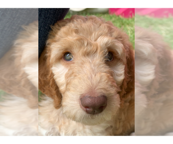 Medium Photo #1 Goldendoodle Puppy For Sale in KALISPELL, MT, USA
