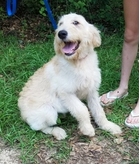 Labradoodle Puppy for sale in PERRY, GA, USA