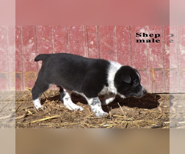 Medium Photo #6 Australian Cattle Dog-Border Collie Mix Puppy For Sale in CLARE, MI, USA