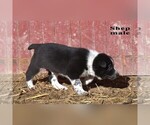 Small #5 Australian Cattle Dog-Border Collie Mix